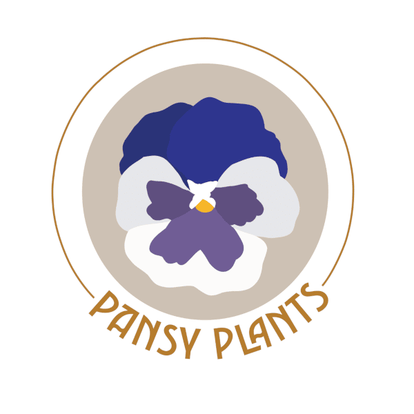 Pansy Plants